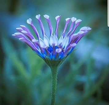 Shrubby Daisy Bush Flower Seeds for Planting â€“ NON GMO Seeds