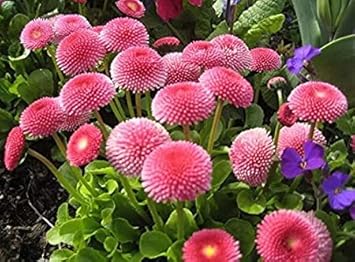 Organic Pink Bellis Perennis Flower Seeds for Planting ƒ?? Heirloom, Non-GMO