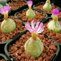 Heirloom Non-GMO Conophytum Burgeri Succulent Seeds for Planting – Rare Living Stone Variety