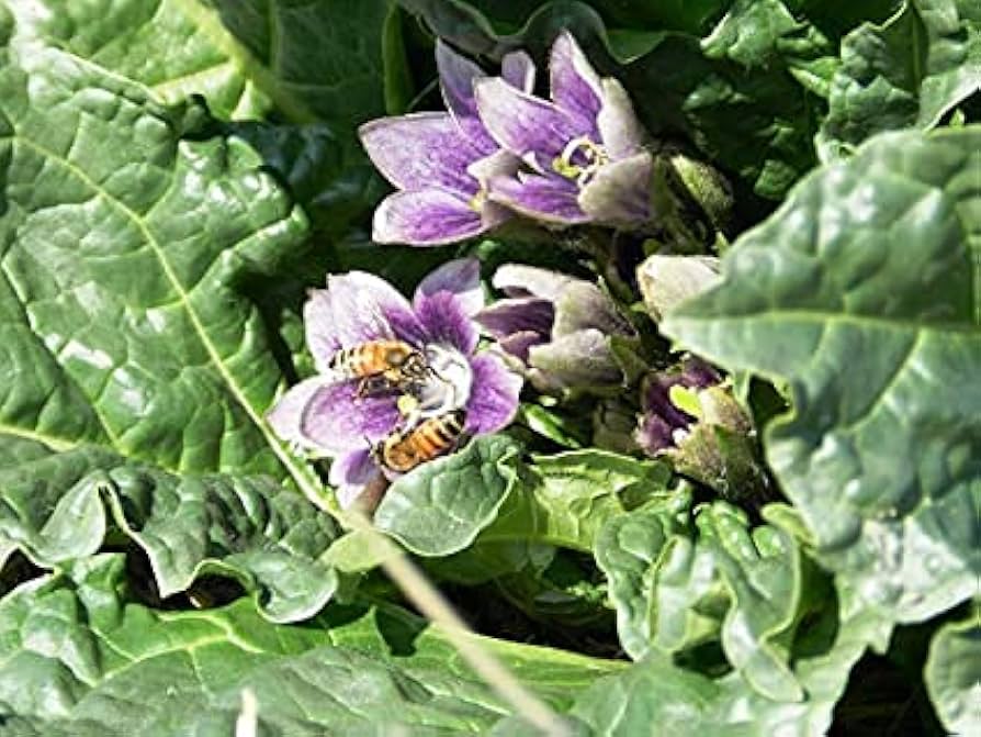 Mandragora Flower Seeds – Heirloom, Non-GMO Rare Garden Seeds for Planting Unique Blooms