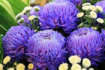 Organic Purple Blue Chrysanthemum Flower Seeds for Planting ƒ?? Heirloom, Non-GMO for planting in your garden.