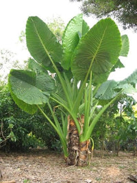 Hardy Elephant Ear plant featuring broad tropical foliage in a landscape.