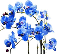 Futaba Blue Butterfly Orchid Flower Seeds for Planting - NON GMO Seeds