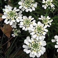 White Candytuf Flower Seeds for Planting - NON GMO Seeds