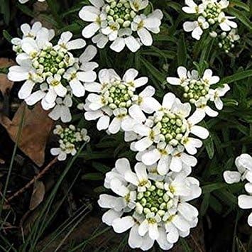 White Candytuf Flower Seeds for Planting - NON GMO Seeds for planting in home garden