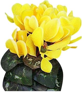 100 Pcs