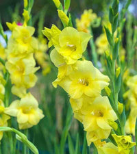 Heirloom Yellow Gladiolus Flower Seeds – Non-GMO Perennial Blooms for Planting for planting in your garden.