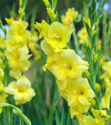 Heirloom Yellow Gladiolus Flower Seeds ƒ?? Non-GMO Perennial Blooms for Planting for planting in your garden.