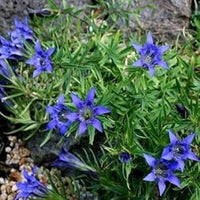 Blue Gentiana Flower Seeds for Planting - 100 pcs