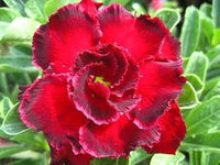 Heirloom (Heirloom scientific name) for planting in garden