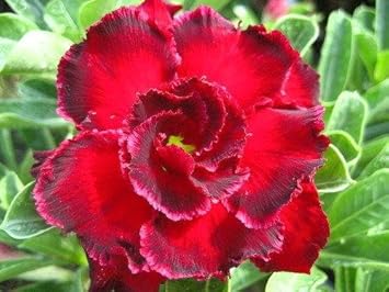 Heirloom (Heirloom scientific name) for planting in garden