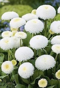 White Bellis Perennis Seeds for Planting - NON GMO Seeds