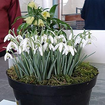 White Snowdrop Flower Seeds – Heirloom, Non-GMO Flower Seeds for Planting