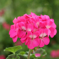Pink Geranium flower seeds for Planting - Heirloom & Non-GMO Seeds for home garden