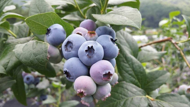 Rollinia Deliciosa Seeds for Soft and Sweet Exotic Fruits 100 Pcs pcs
