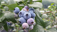 Rollinia Deliciosa Seeds for Soft and Sweet Exotic Fruits 100 Pcs pcs
