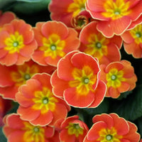 Primula Malacoides Flower Seeds for Planting 100 pcs seeds for planting in home garden