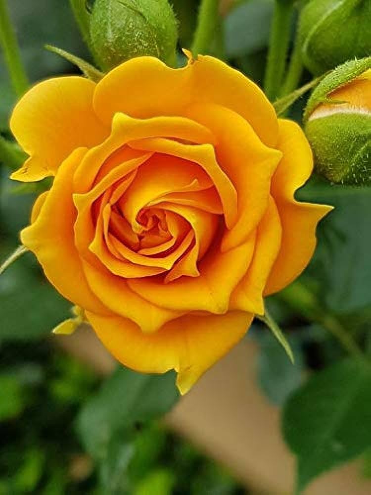 Yellow Rose Plant Seeds for Planting Non-GMO Heirloom Garden Seeds for Growing Flowers in Your Garden for planting in your garden.