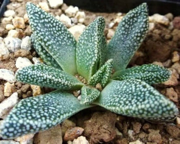 Green Nananthus Margaritiferus Plant Seeds for Planting - 100 pcs for planting in your garden.