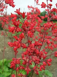 Red Coral Bells Flower Seeds for Planting - 100 pcs