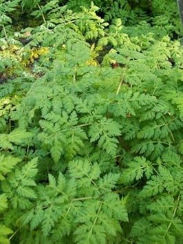 Cicely Myrrhis Odorata Flower Seeds for Planting, 100 pcs