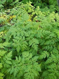 Cicely Myrrhis Odorata Flower Seeds for Planting, 100 pcs