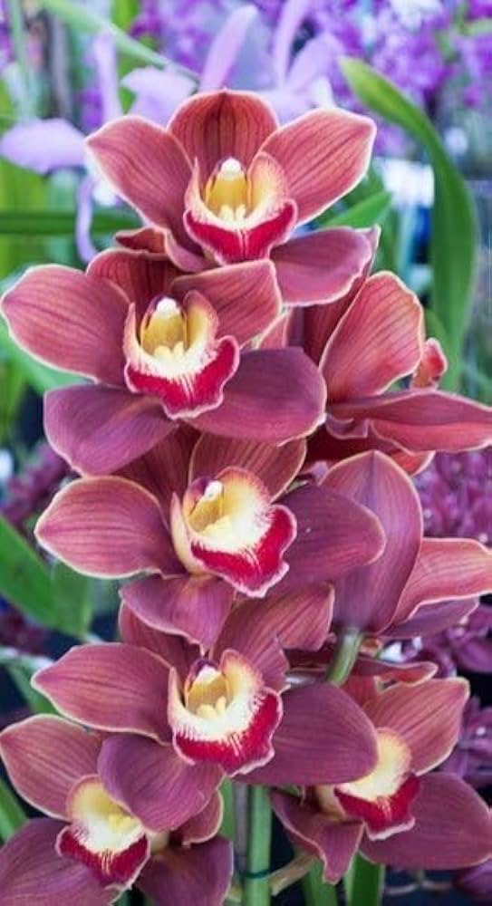 Purple Cymbidium Orchid Seeds - Heirloom Non-GMO Planting Seeds for Garden