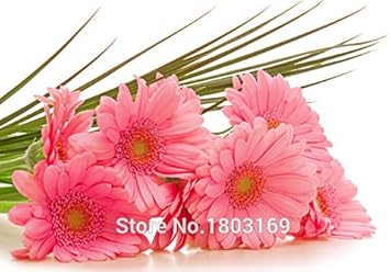 Pink Leucanthemum Seeds for Planting – Organic, Heirloom, Non-GMO Flower Seeds
