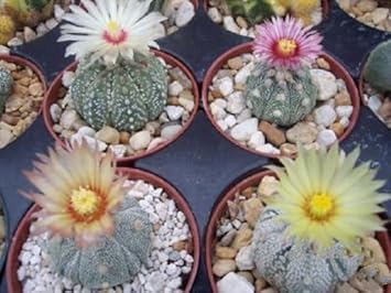Mixed Astrophytum Plant Seeds for Planting, 100 pcs