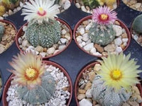 Mixed Astrophytum Plant Seeds for Planting, 100 pcs
