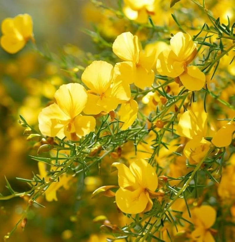 Parkinsonia Aculeata Flower Seeds Heirloom Non GMO Planting - 100 pcs