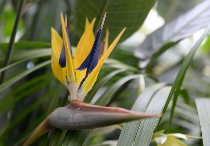 Strelitzia Flower Seeds for Planting, Violet Yellow, 100 pcs