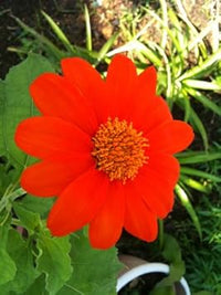 Red Tithonia Rotundifolia Flower Seeds for Planting - 100 pcs seeds for planting in home garden