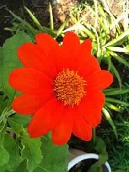 Red Tithonia Rotundifolia Flower Seeds for Planting - 100 pcs seeds for planting in home garden