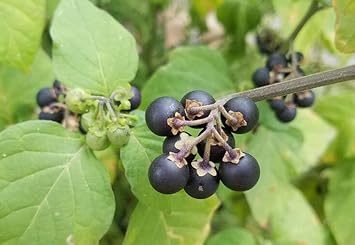 Black currant Ribes nigrum seeds for home garden
