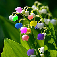 Heirloom Mixed Bell Orchid Flower Seeds ƒ?? Non-GMO Colorful Garden Blooms for Planting