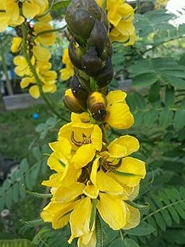 Yellow Didymobotrya Plant Seeds for Planting 100 Pcs pcs