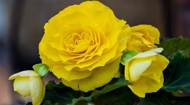 Heirloom Non-GMO Light Yellow Begonia Flower Seeds for Planting – Shade-Loving Ornamental Blooms