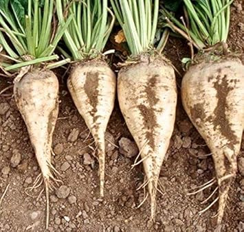 White Sugar Beet Vegetable Seeds for Planting, heirloom & Non-GMO Seeds