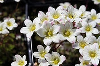 White Burren Flower Seeds for Planting - 100 pcs seeds for planting in home garden