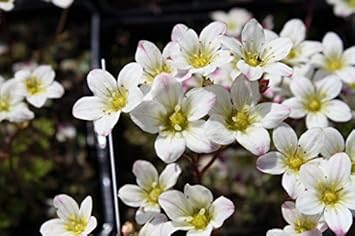 White Burren Flower Seeds for Planting - 100 pcs seeds for planting in home garden