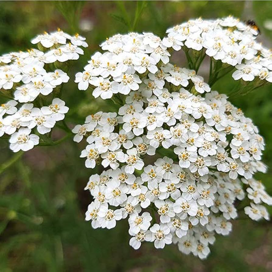 Achillea Millefolium Flower Seeds Heirloom Non GMO Planting - 100 pcs