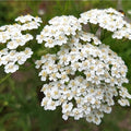 Achillea Millefolium Flower Seeds Heirloom Non GMO Planting - 100 pcs