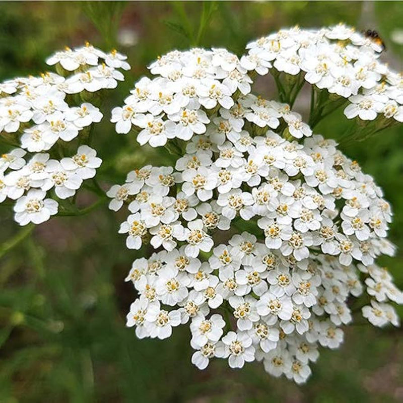 Achillea Millefolium Flower Seeds Heirloom Non GMO Planting - 100 pcs
