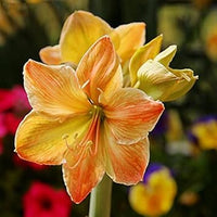 Light Yellow Hippeastrum Flower Seeds for Planting
