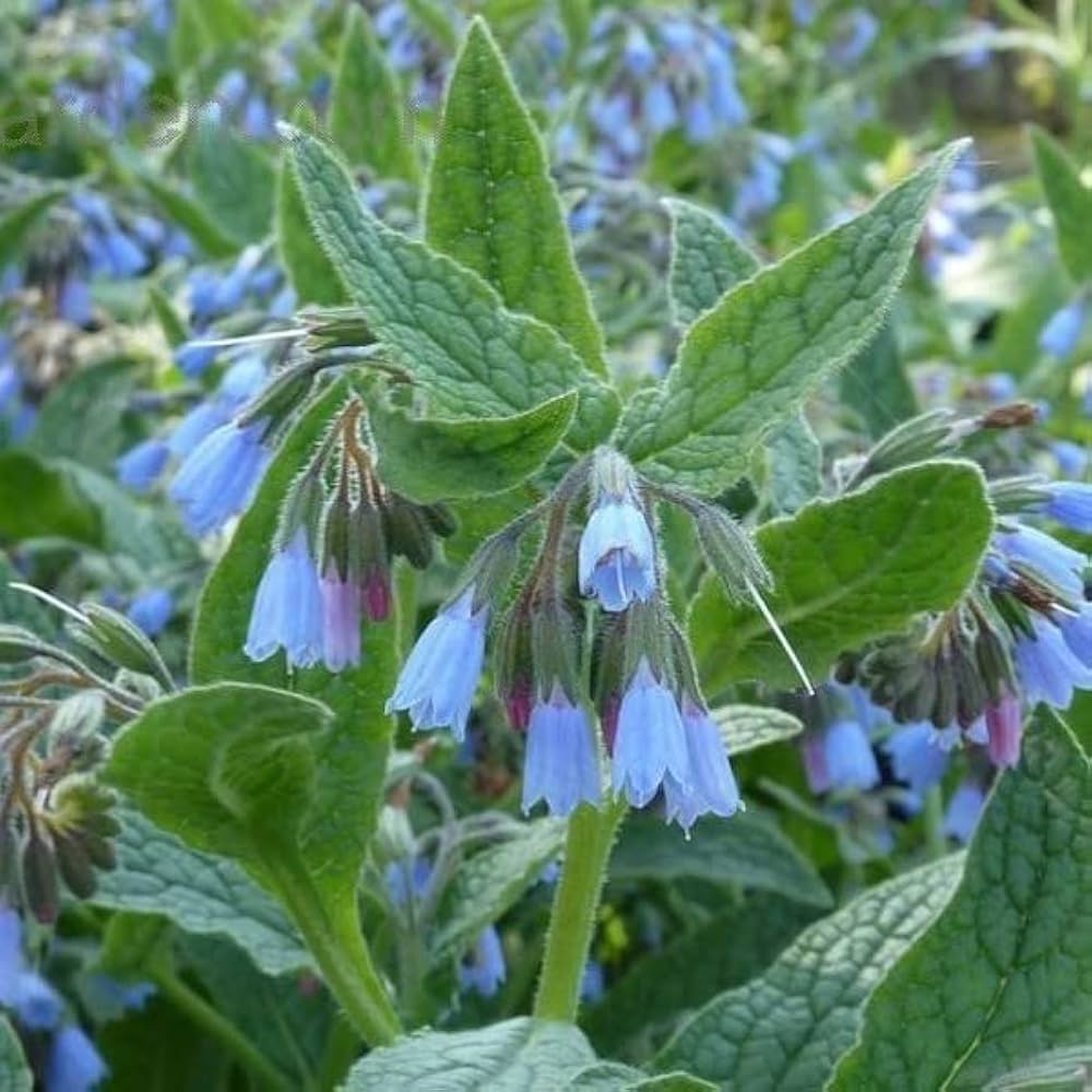Heirloom Non-GMO Violet Symphytum Flower Seeds for Healing Herb and Pollinator Garden Planting