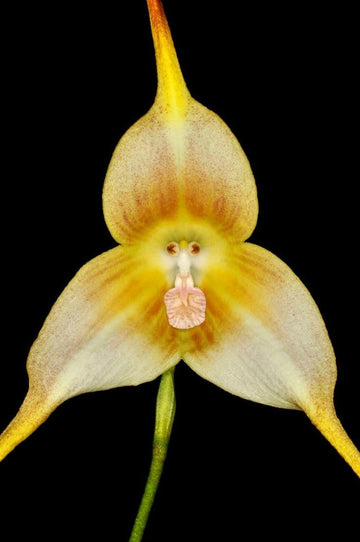 Monkey Orchid Flower Seeds 1 for Planting 100 pcs - Orchid for planting in home garden