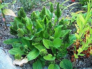 Plantago major seeds for herb garden planting