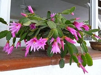 Pink Hatiora Rosea Plant Seeds for Planting Non-GMO Heirloom Garden Seeds for Home Growing