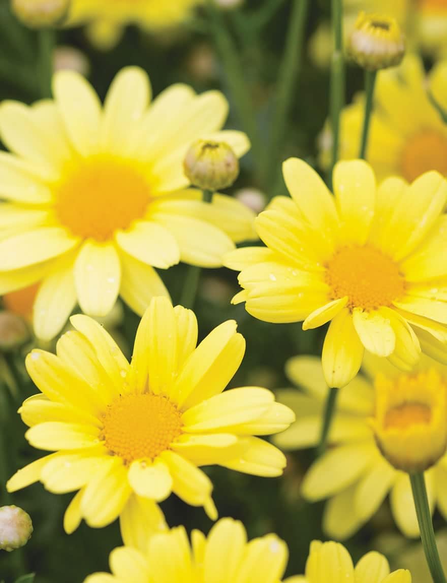 Light (Light scientific name) for planting in garden